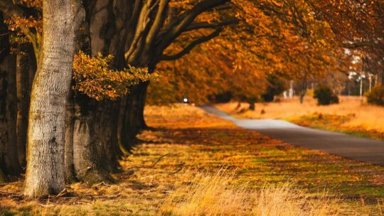 Veluwe